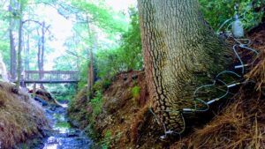 Business queued-photos - Heartwood Tree Care, LLC