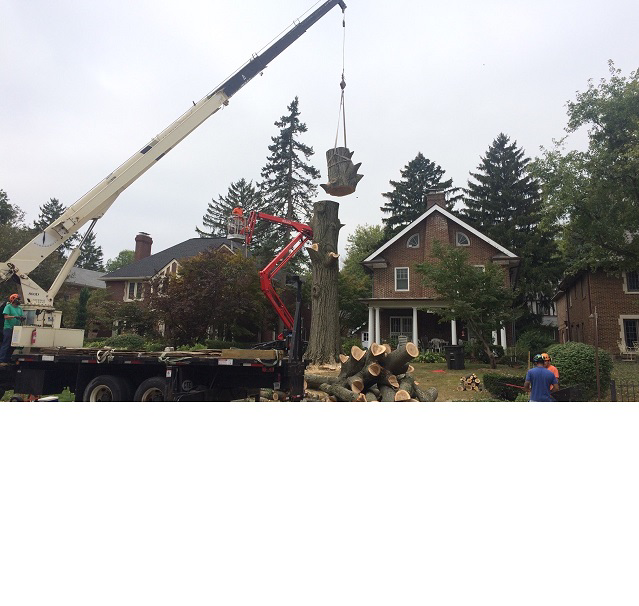 Business queued-photos - Treeo Tree Service