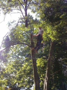 Business queued-photos - Treeo Tree Service