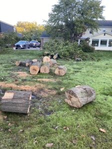 Business queued-photos - Stewarts Tree Service