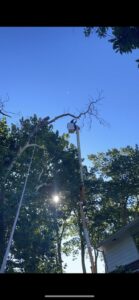 Business queued-photos - JR Landscaping & Tree Service