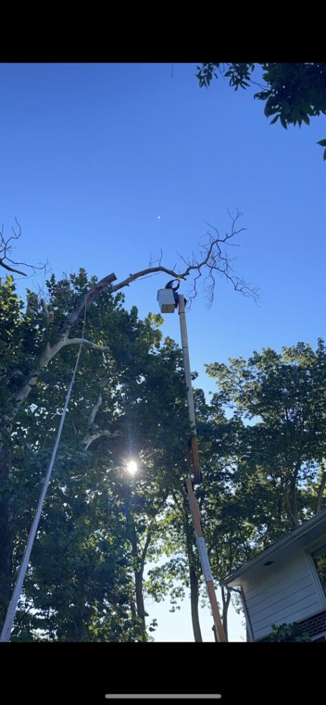 Business queued-photos - JR Landscaping & Tree Service