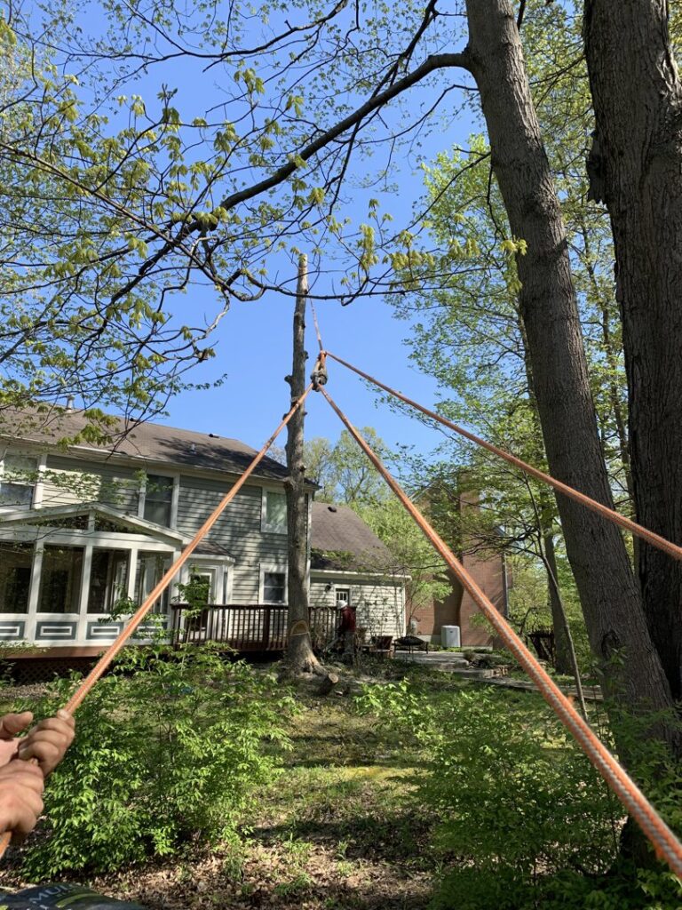 Business queued-photos - JR Landscaping & Tree Service