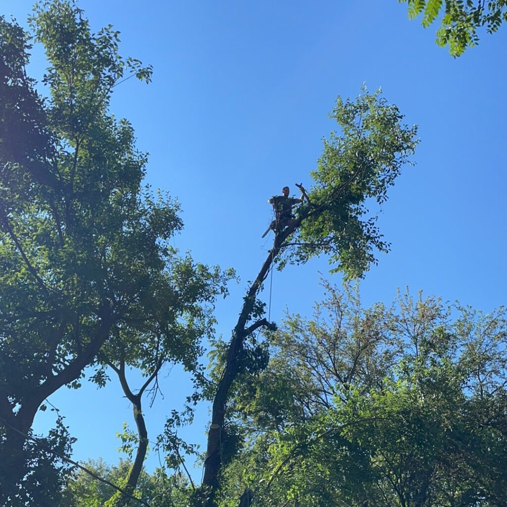 Business queued-photos - JR Landscaping & Tree Service