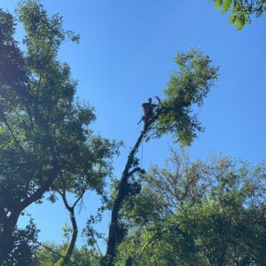 Business queued-photos - JR Landscaping & Tree Service