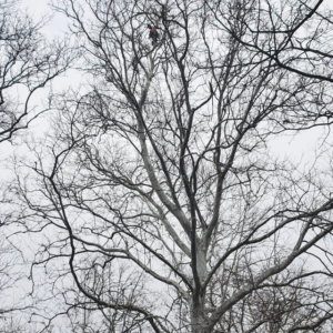 Business queued-photos - The 1 Tree Service