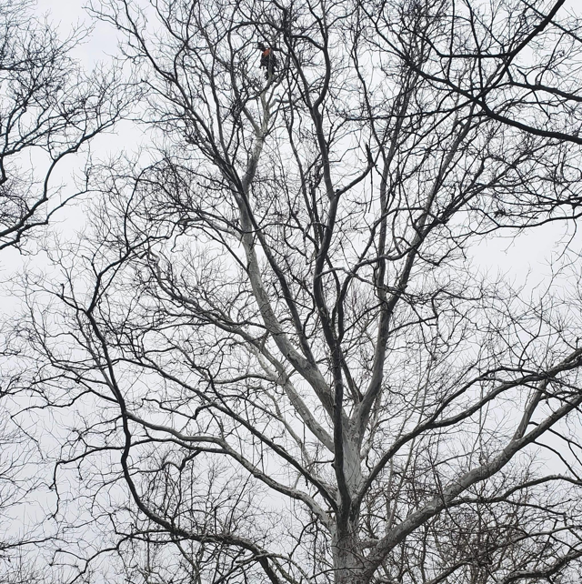 Business queued-photos - The 1 Tree Service