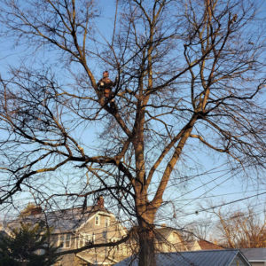 Business queued-photos - The 1 Tree Service