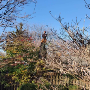 Business queued-photos - The 1 Tree Service
