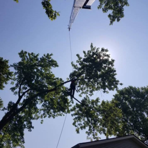 Business queued-photos - The 1 Tree Service