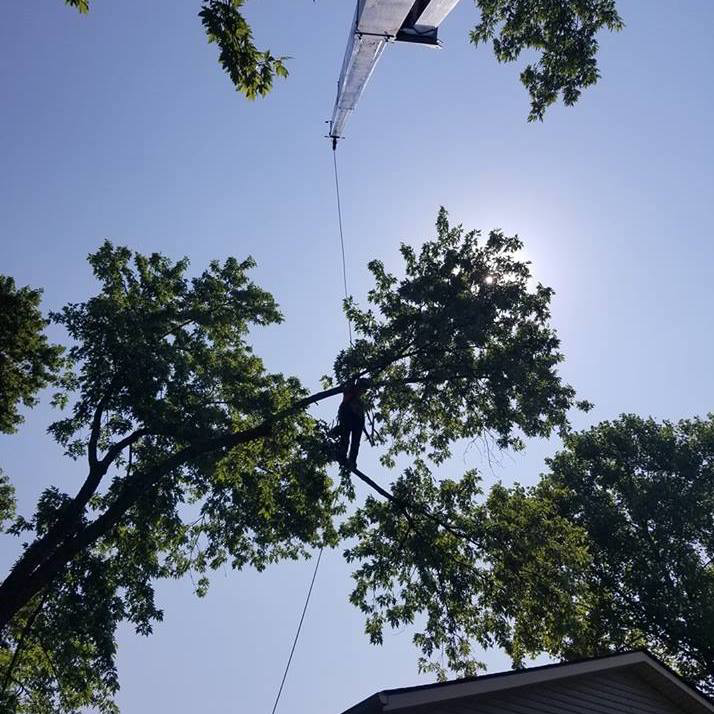 Business queued-photos - The 1 Tree Service