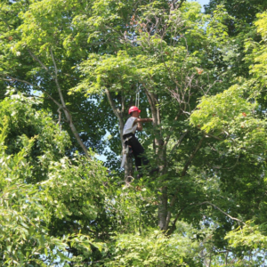 Business queued-photos - The 1 Tree Service