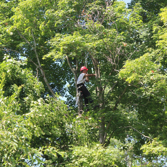 Business queued-photos - The 1 Tree Service