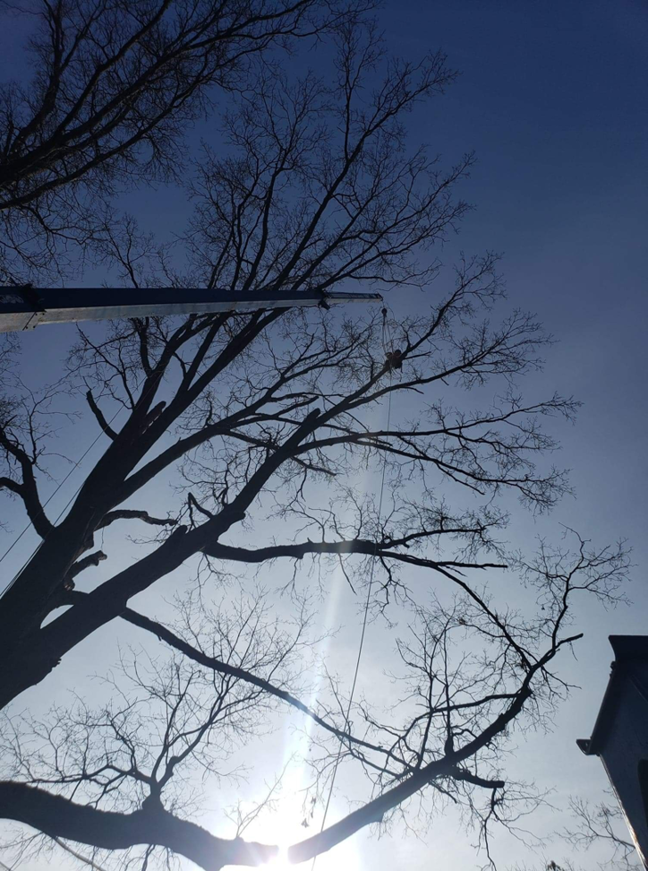 Business queued-photos - The 1 Tree Service