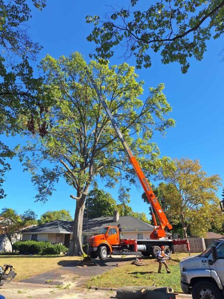 Business queued-photos - The 1 Tree Service