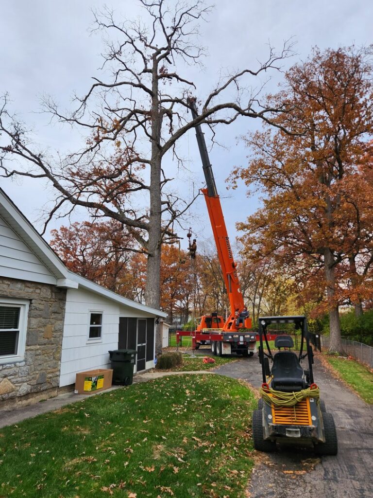 Business queued-photos - The 1 Tree Service