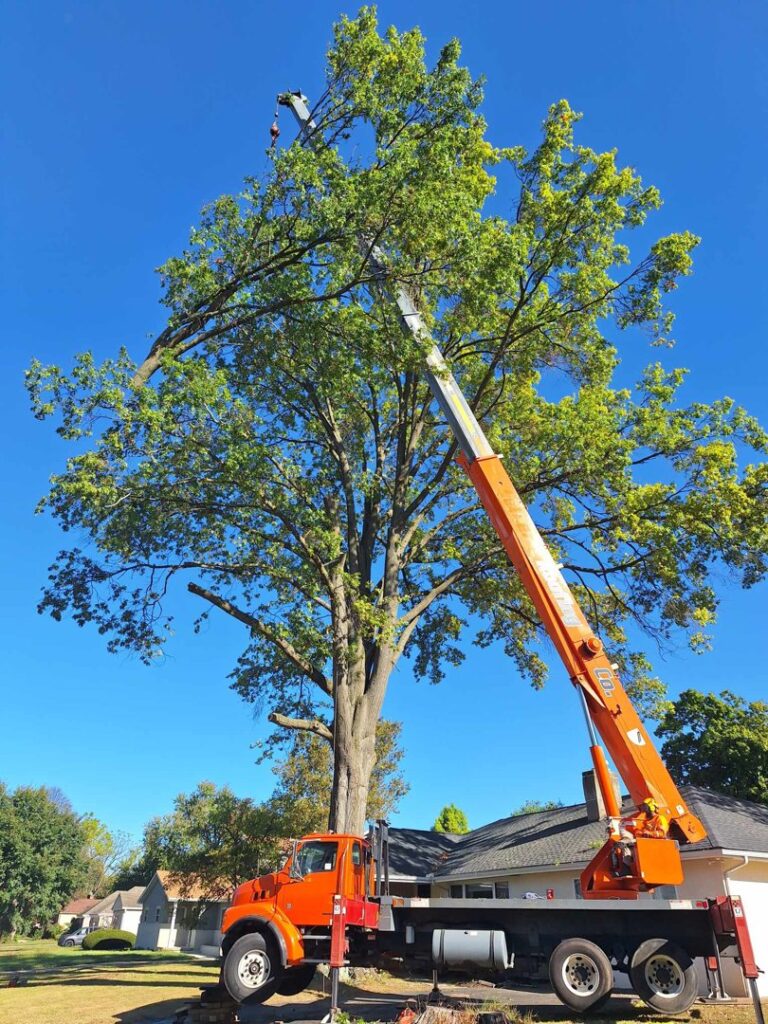 Business queued-photos - The 1 Tree Service