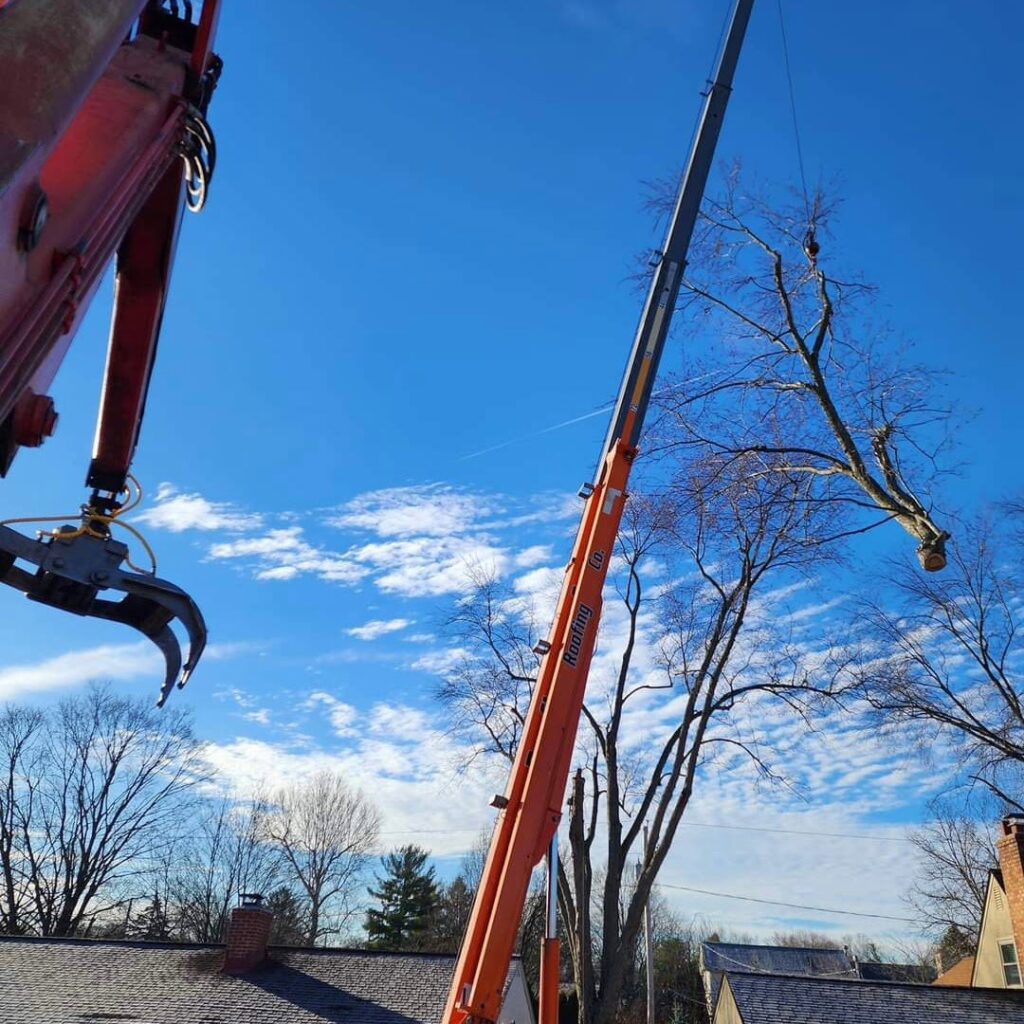 Business queued-photos - The 1 Tree Service