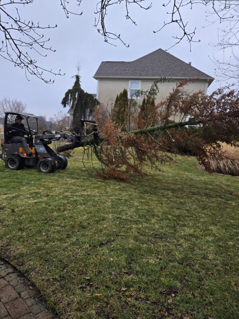 Business queued-photos - The 1 Tree Service