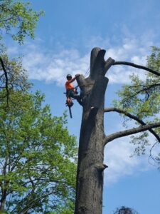 Business queued-photos - The 1 Tree Service