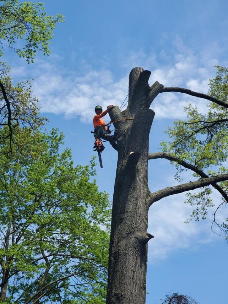 Business queued-photos - The 1 Tree Service