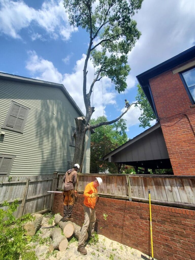 Business queued-photos - The 1 Tree Service