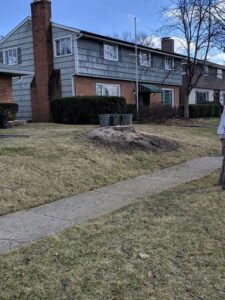 Business queued-photos - The 1 Tree Service