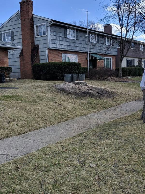 Business queued-photos - The 1 Tree Service