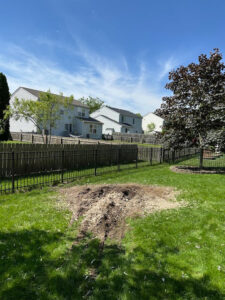 Business queued-photos - The 1 Tree Service