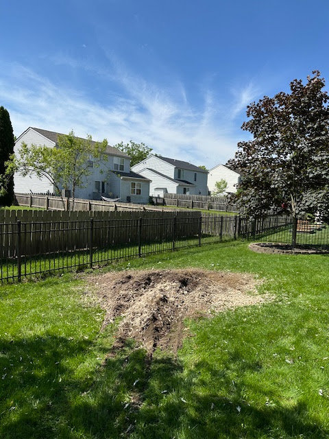 Business queued-photos - The 1 Tree Service