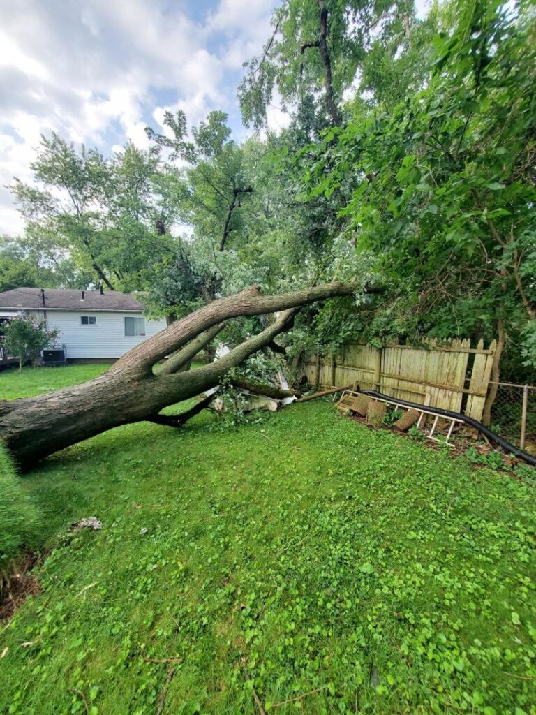 Business queued-photos - The 1 Tree Service