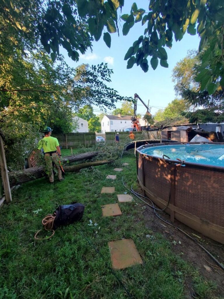 Business queued-photos - The 1 Tree Service