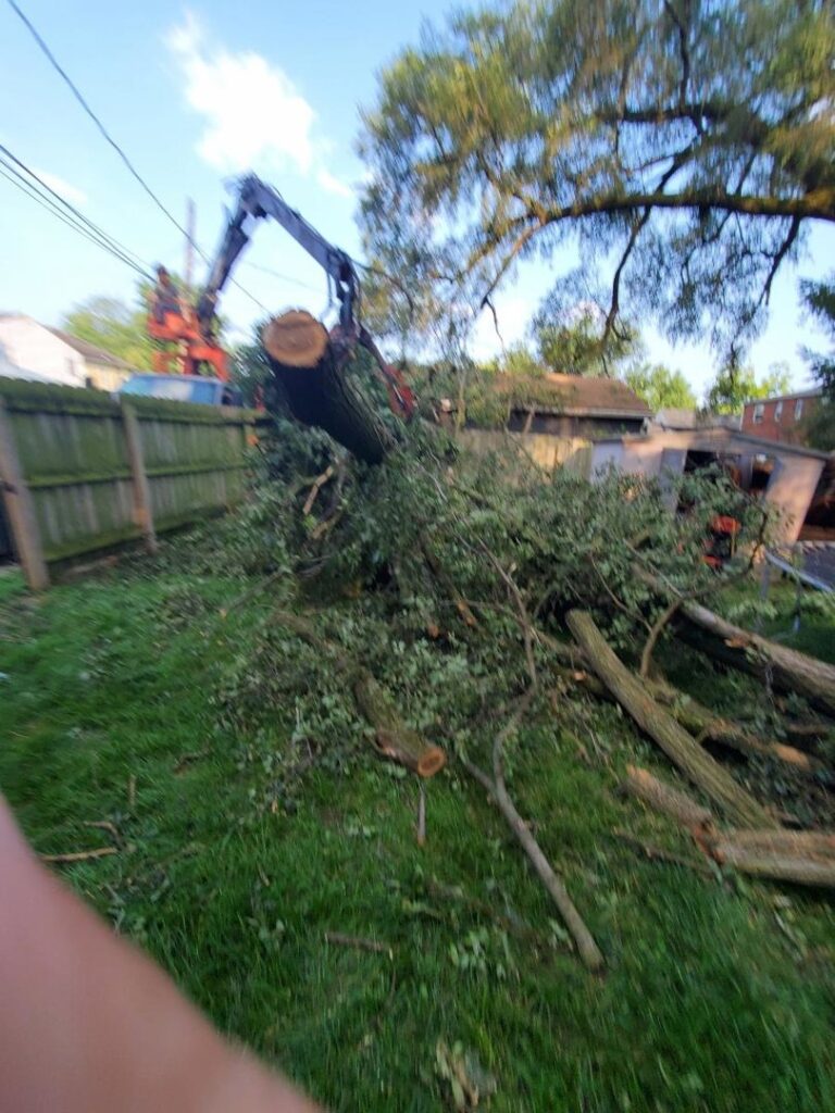 Business queued-photos - The 1 Tree Service