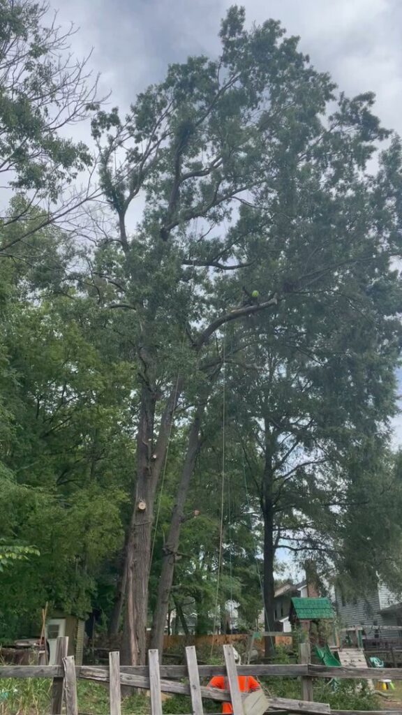 Business queued-photos - Gomez Tree Service LLC