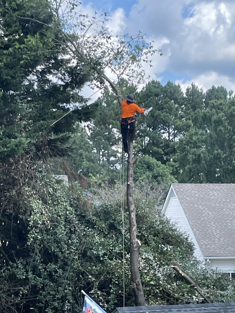 Business queued-photos - Gomez Tree Service LLC