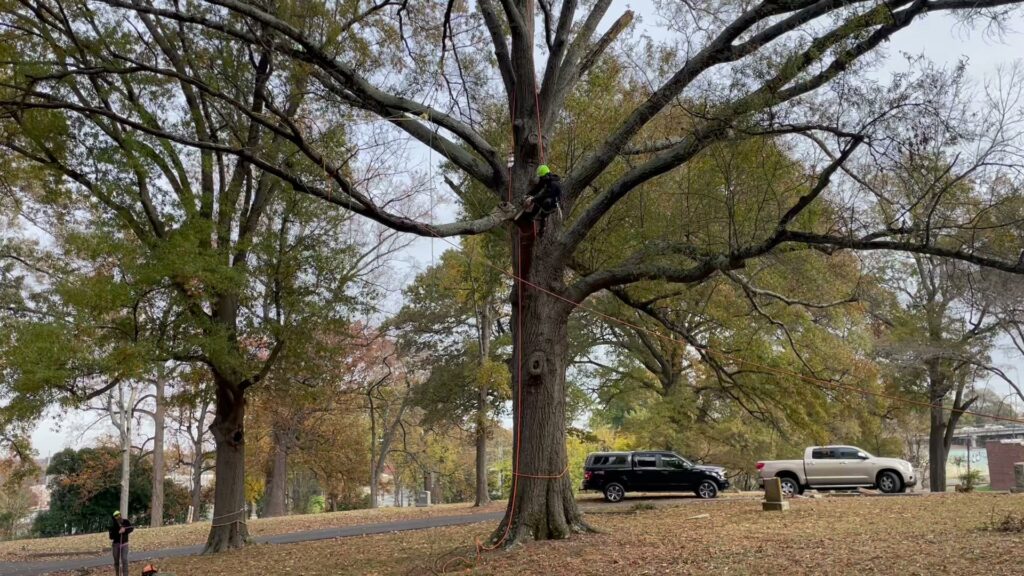 Business queued-photos - Gomez Tree Service LLC