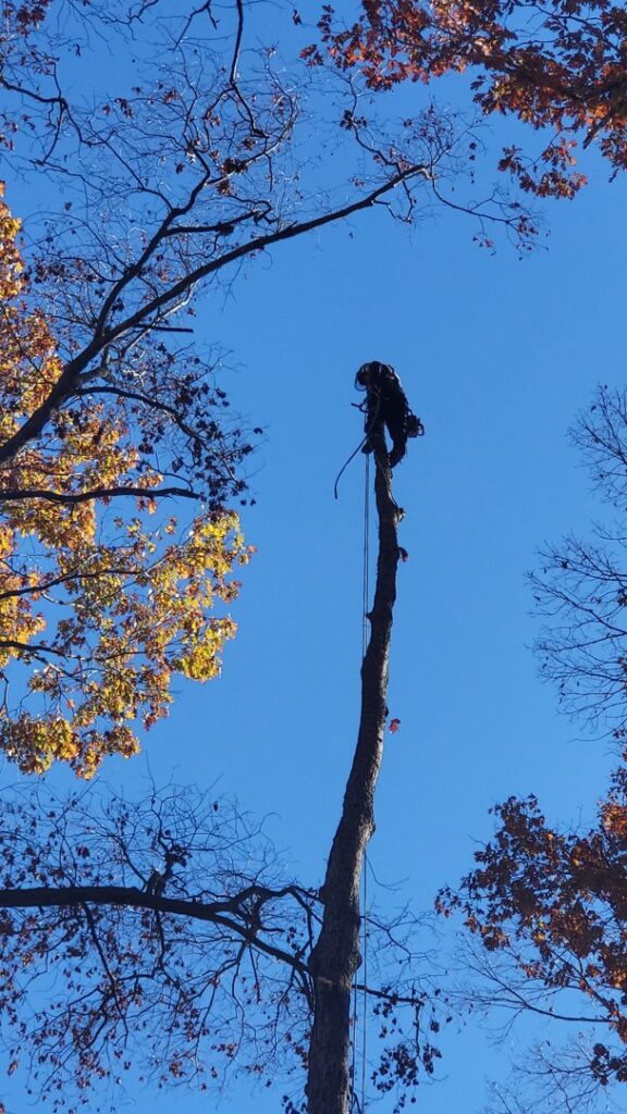 Business queued-photos - Gomez Tree Service LLC