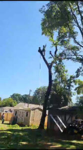 Business queued-photos - Gomez Tree Service LLC