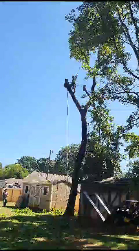 Business queued-photos - Gomez Tree Service LLC