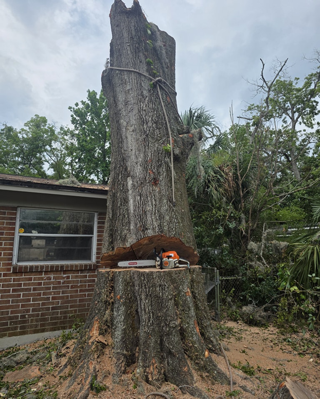 Business queued-photos - Tree service and stump grinding