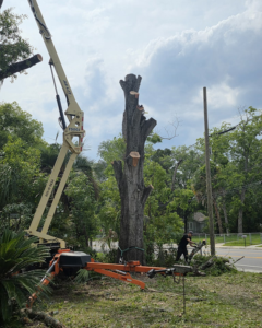 Business queued-photos - Tree service and stump grinding