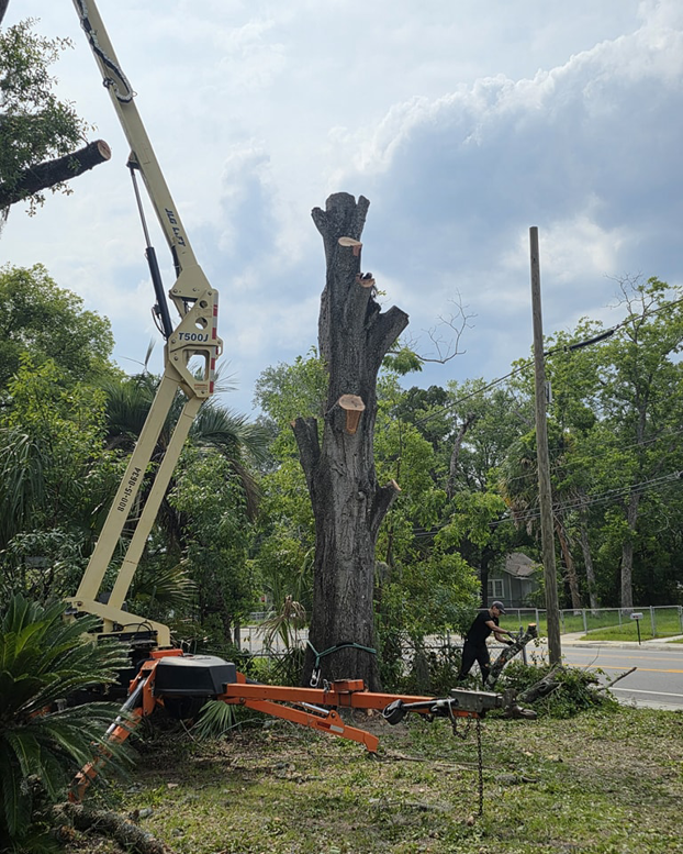Business queued-photos - Tree service and stump grinding