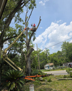 Business queued-photos - Tree service and stump grinding