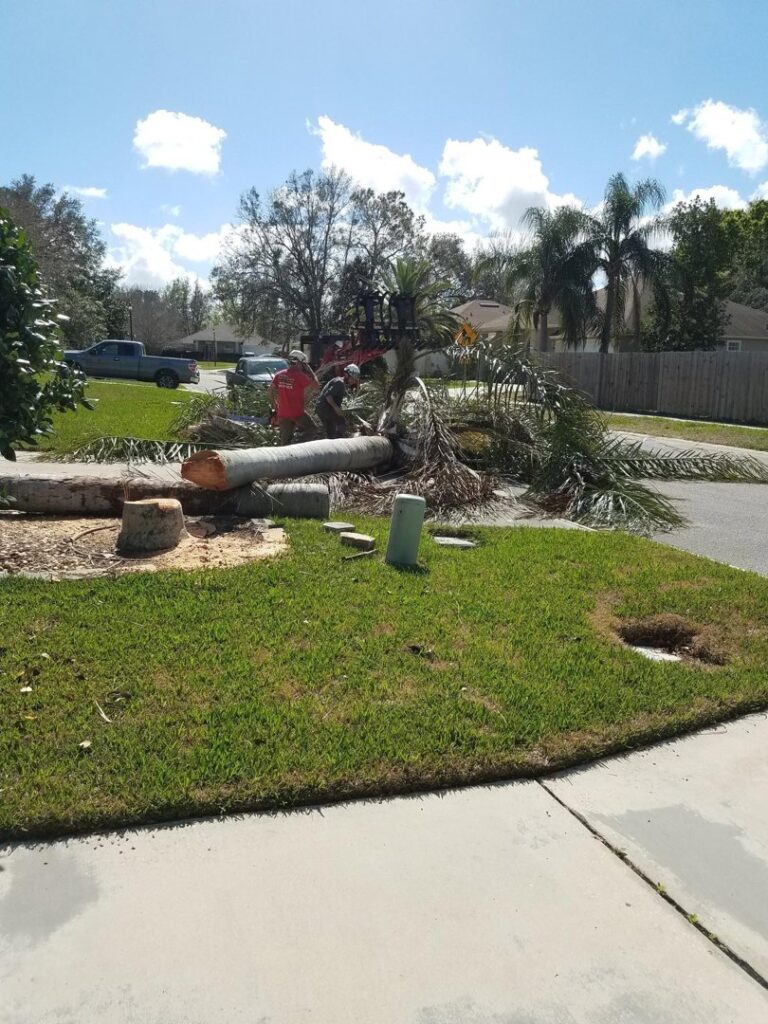 Business queued-photos - Tree service and stump grinding