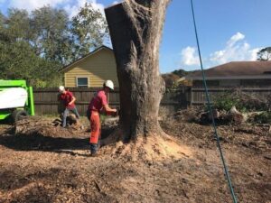 Business queued-photos - Tree service and stump grinding