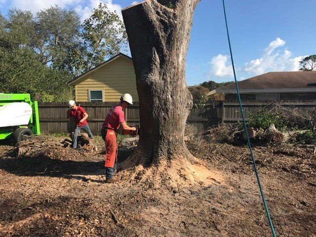 Business queued-photos - Tree service and stump grinding