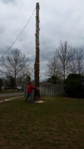 Business queued-photos - Tree service and stump grinding