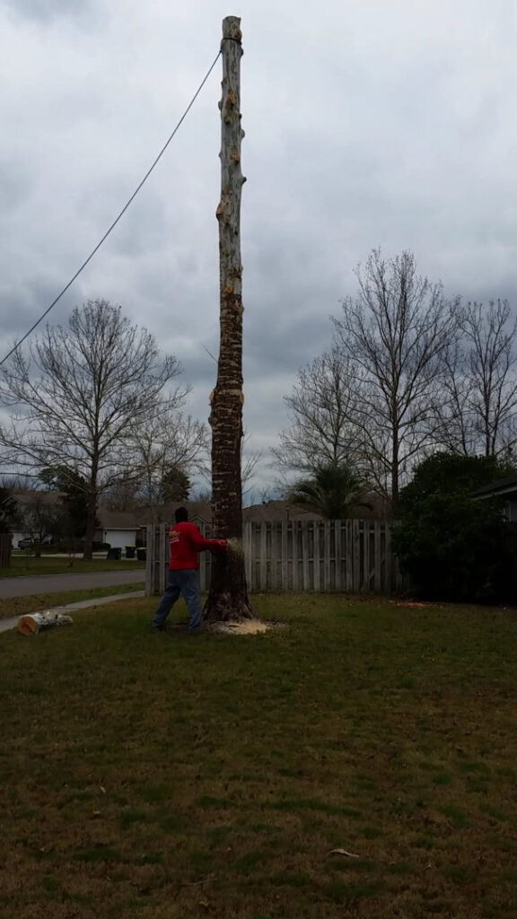 Business queued-photos - Tree service and stump grinding