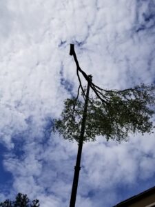 Business queued-photos - Tree service and stump grinding