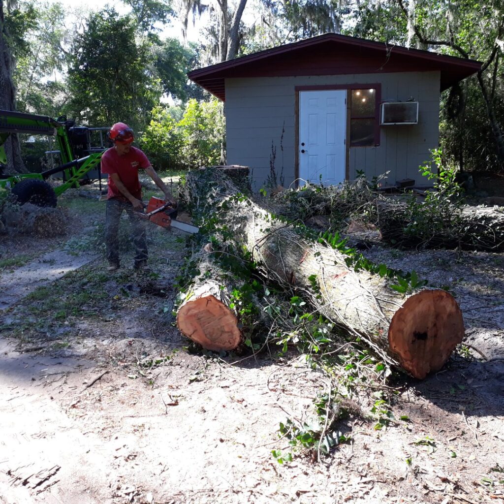 Business queued-photos - Tree service and stump grinding